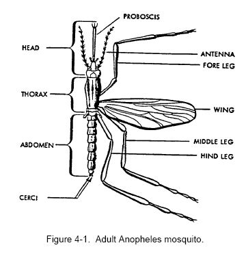 Adult Anopheles Mosquito