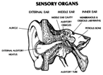 Human Ear Anatomy