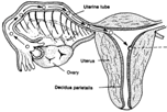 Internal Female Organs