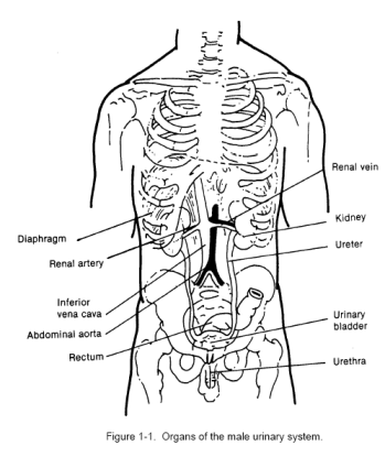 Organs of the male urinary system