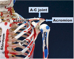 labled shoulder joint